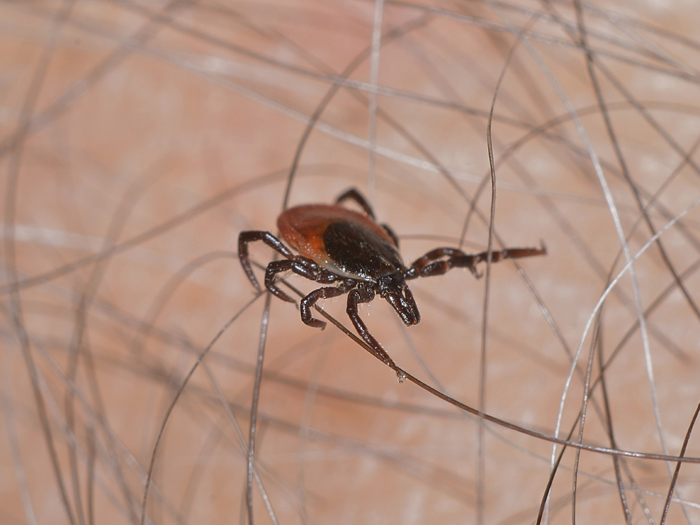 Una zecca sul braccio:  Ixodes cfr. ricinus, femmina